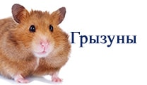 заболел грызун хомяк,грызун
