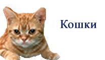 заболела кошка кошка