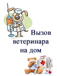 ветеринар для вашего любимца вызов ветеринара на дом