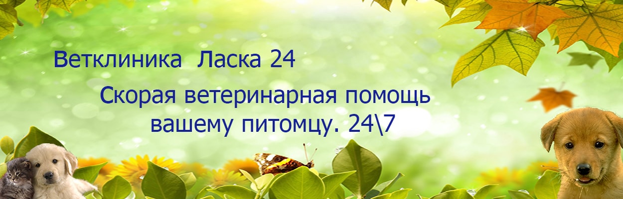 ветеринарная клиника Ласка24, вызов ветеринара на дом, Москва и Подмосковье лечение на дому