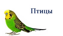 заболела птица попугай,птицы