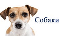 заболела собака собака